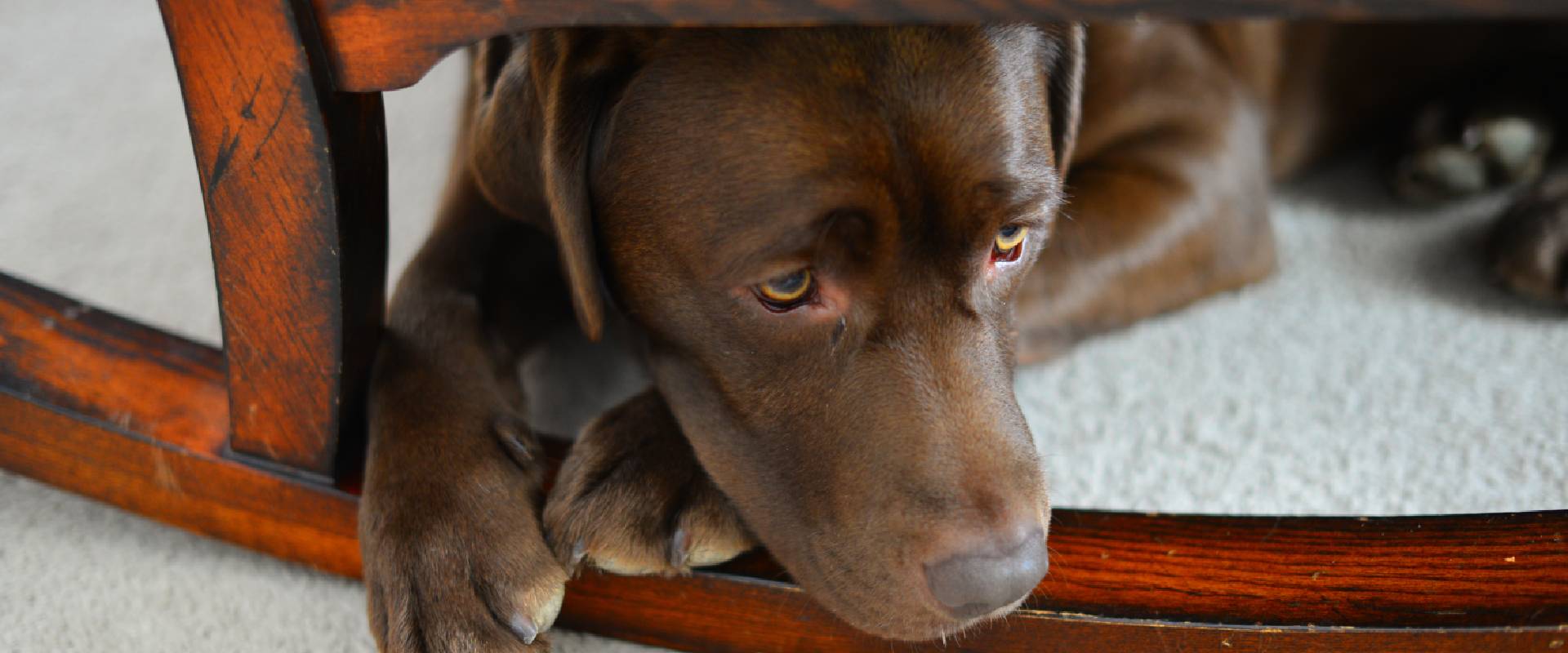 How do dog clearance anxiety vests work